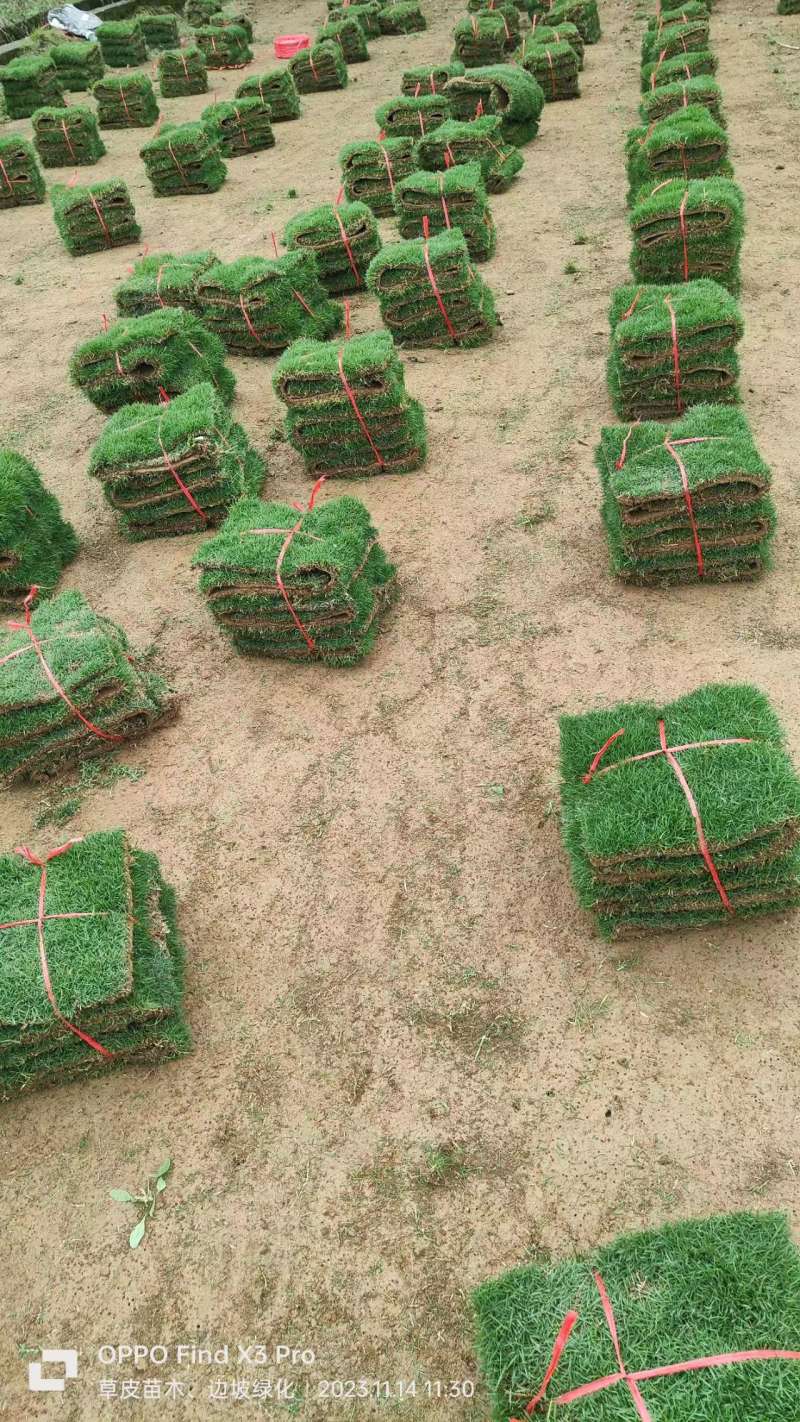 【好货】马尼拉兰引三号草块草卷、大量上市可视频看货基地直