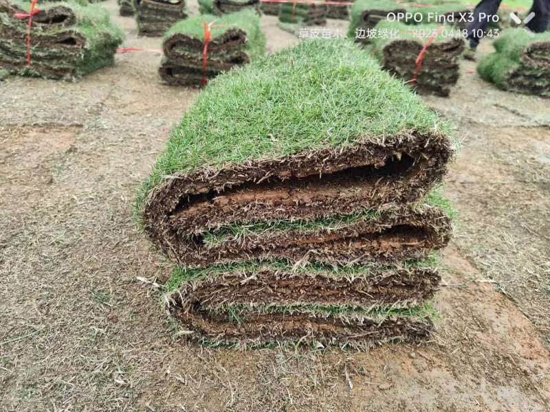 【好货】马尼拉兰引三号草块草卷、大量上市可视频看货基地直