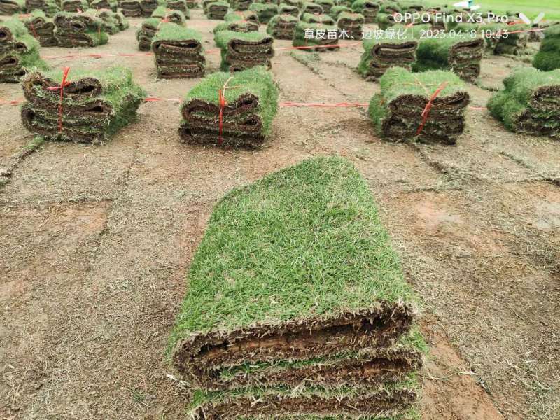 【好货】马尼拉兰引三号草块草卷、大量上市可视频看货基地直