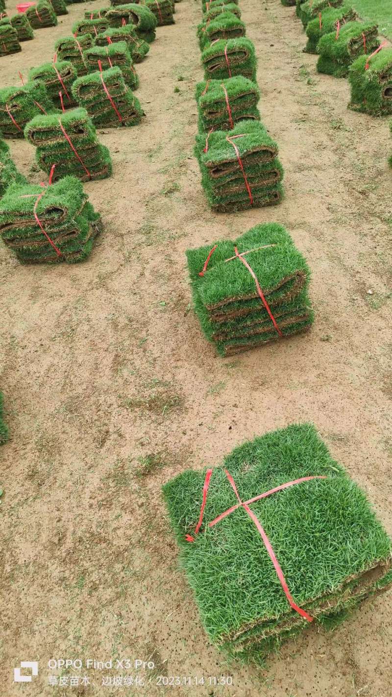 【实力推荐】马尼拉草卷