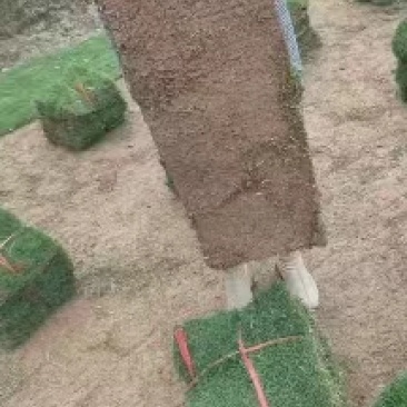 【实力推荐】马尼拉草卷