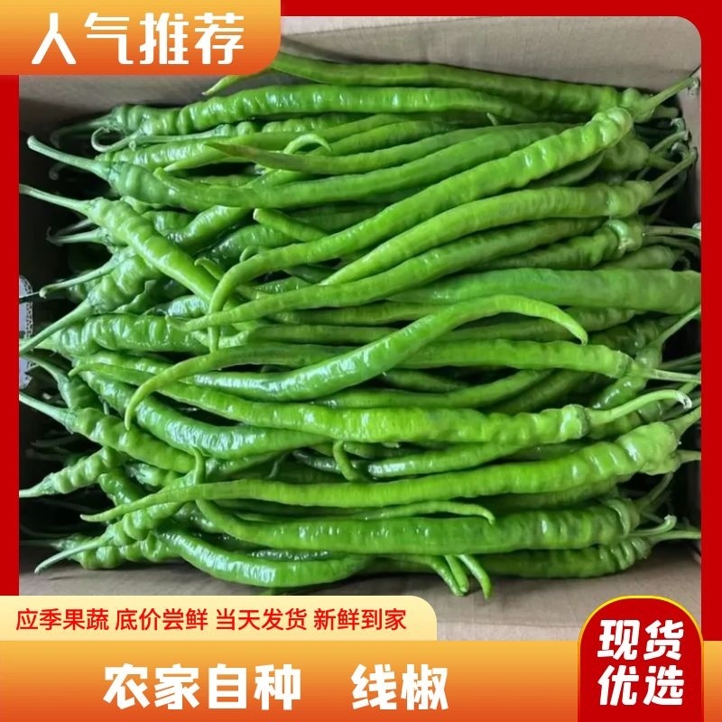 线椒大量上市量大从优品质保证欢迎老板电话联系可视频看货