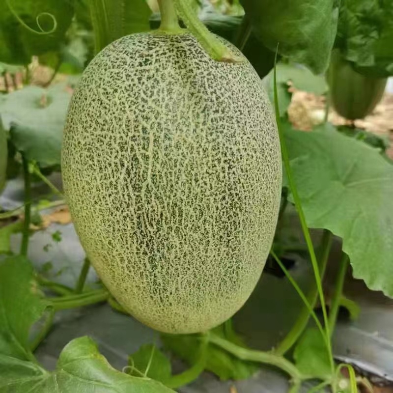 【晓蜜25哈密瓜】甘肃产地直供一手货源质量保证欢迎