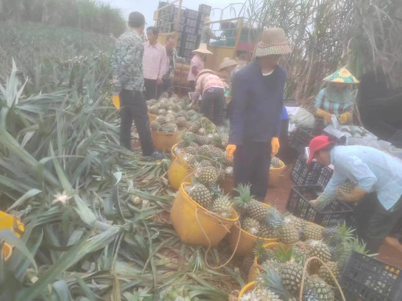 【精选】优质供货电商，菠萝，广东湛江，厂家直销，量大价优