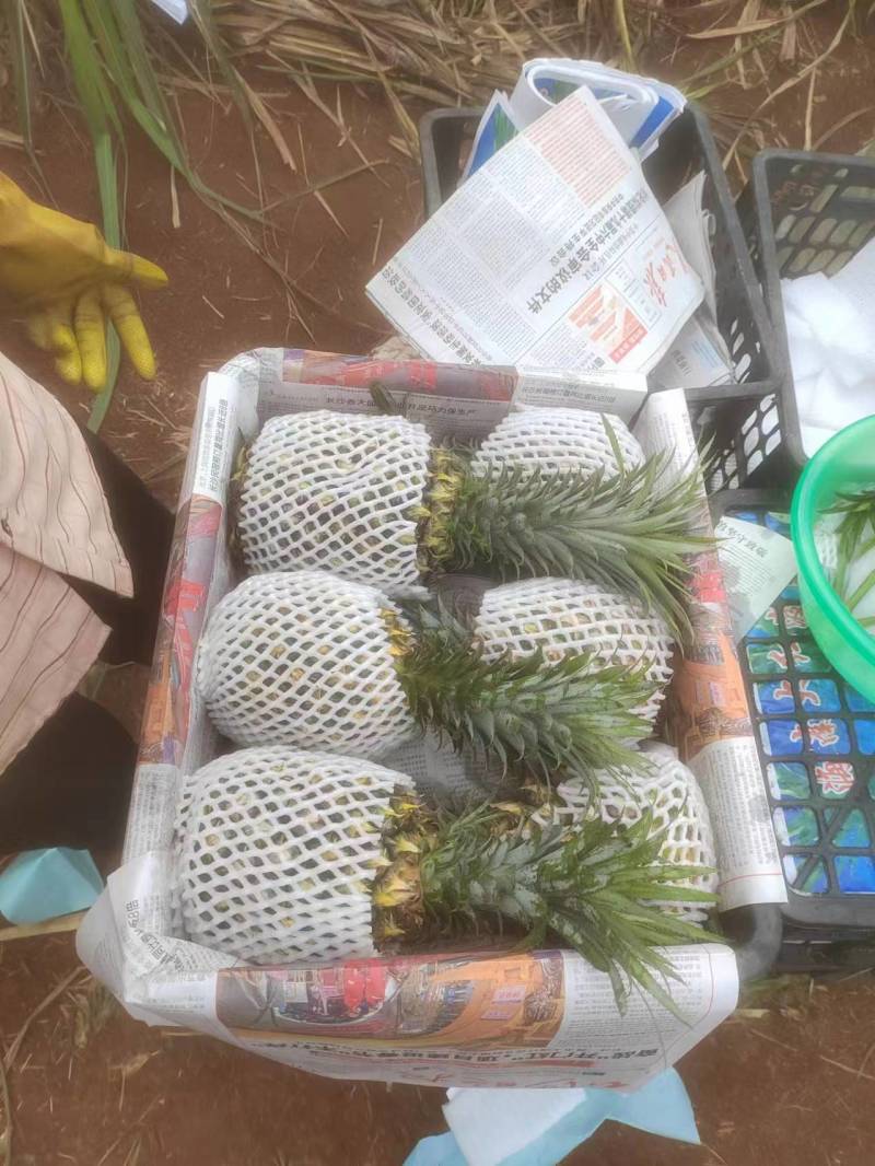 【精选】优质供货电商，菠萝，广东湛江，厂家直销，量大价优