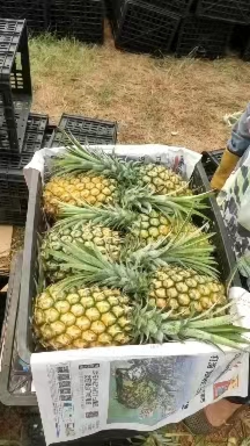 【精选】优质供货电商，菠萝，广东湛江，厂家直销，量大价优
