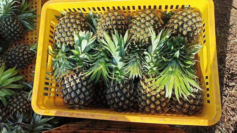 【精选】优质供货电商，菠萝，广东湛江，厂家直销，量大价优