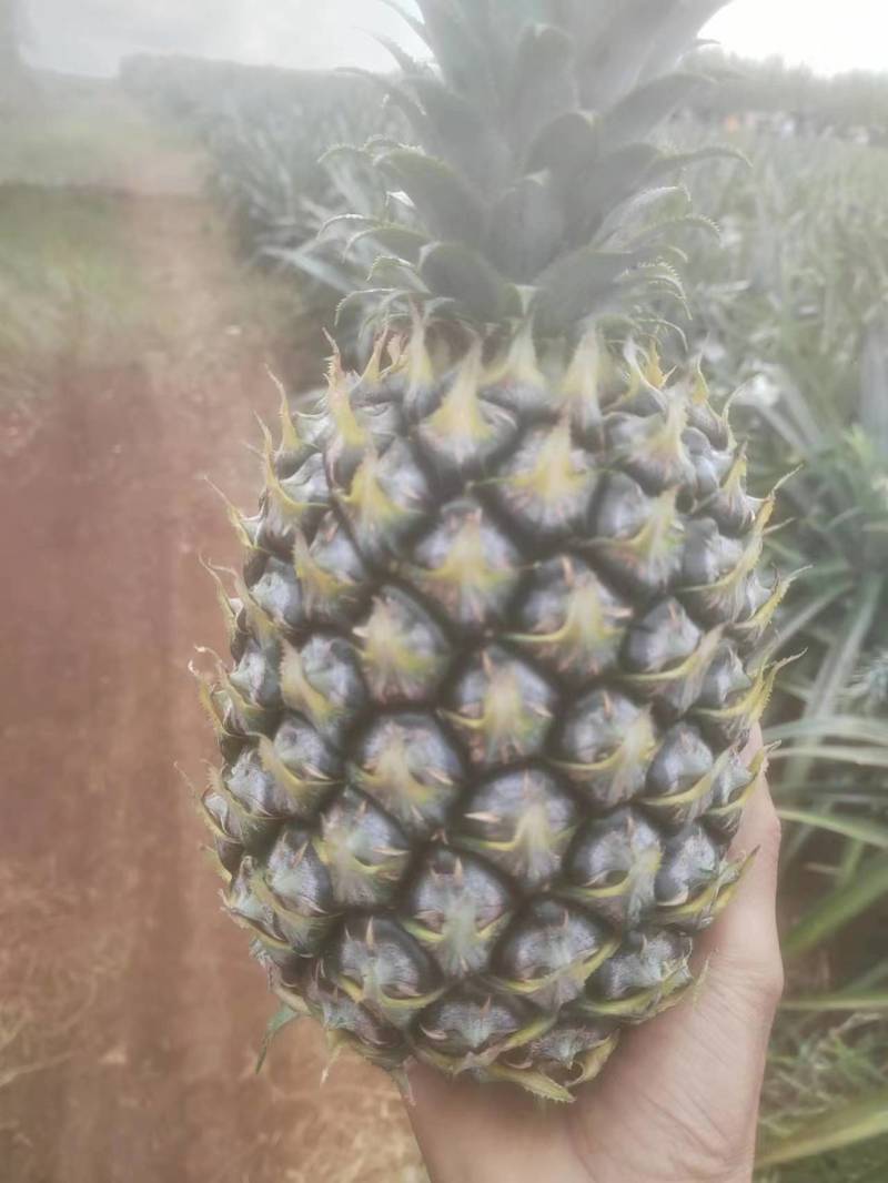 【精选】优质供货电商，菠萝，广东湛江，厂家直销，量大价优