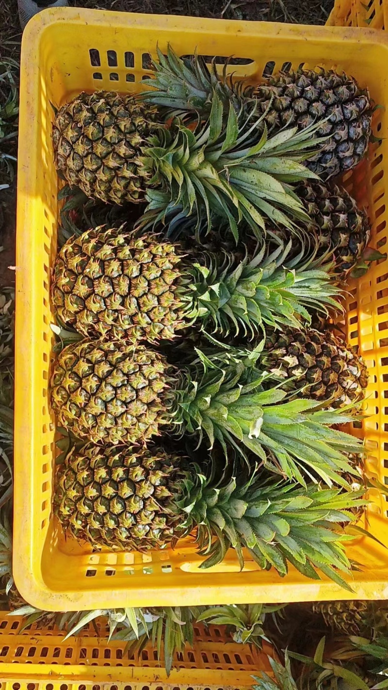 【精选】优质供货电商，菠萝，广东湛江，厂家直销，量大价优