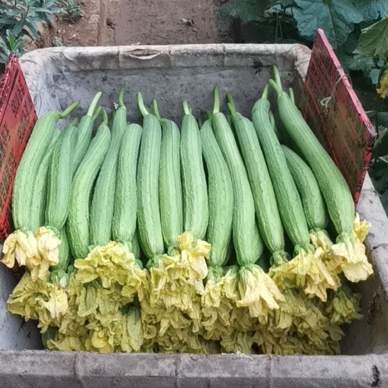 精品鲜花丝瓜露天种植甜嫩糯滑现摘现发基地直供品质保证