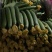 精品鲜花丝瓜露天种植甜嫩糯滑现摘现发基地直供品质保证