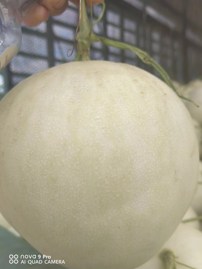 【玉菇甜瓜】海南产地直发质量上乘一手货源量大优惠