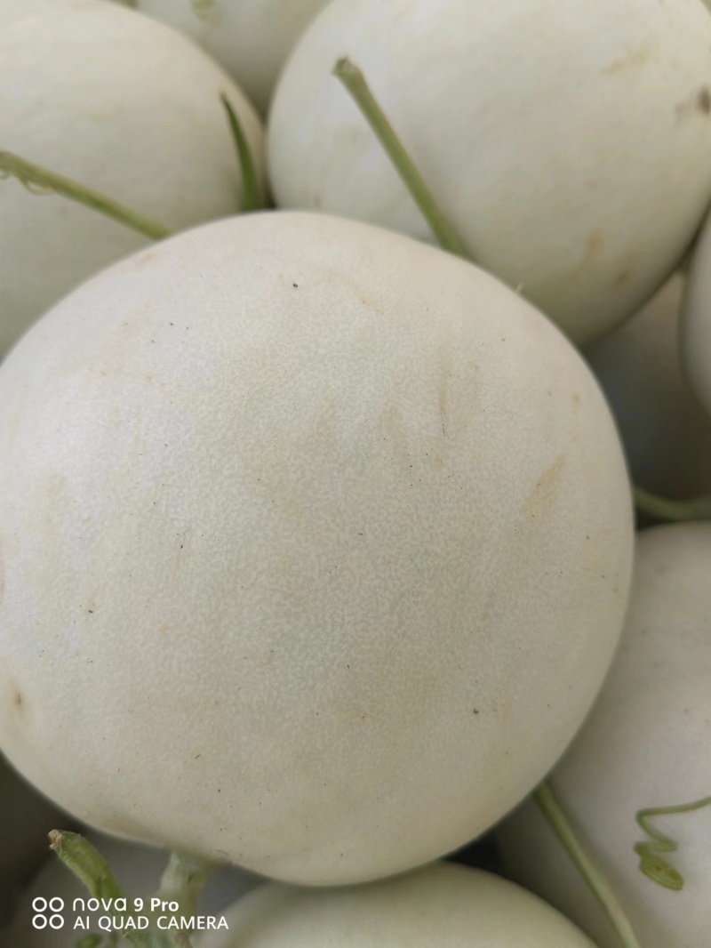 【玉菇甜瓜】海南产地直发质量上乘一手货源量大优惠