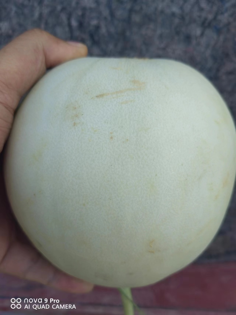【玉菇甜瓜】海南产地直发质量上乘一手货源量大优惠