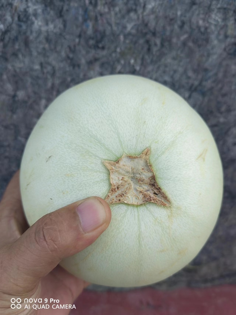 【玉菇甜瓜】海南产地直发质量上乘一手货源量大优惠