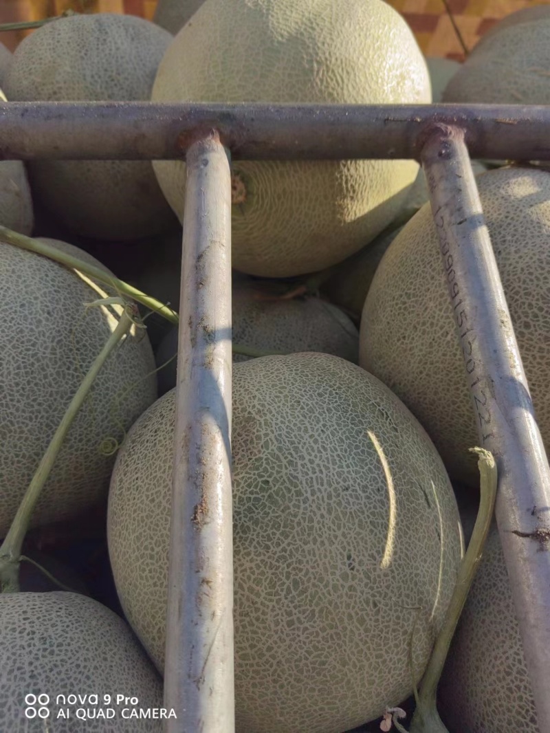 【网纹瓜】精品哈密瓜大量上市产地直发质量保证对接商超