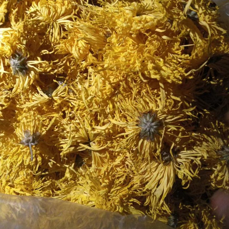 金丝黄菊