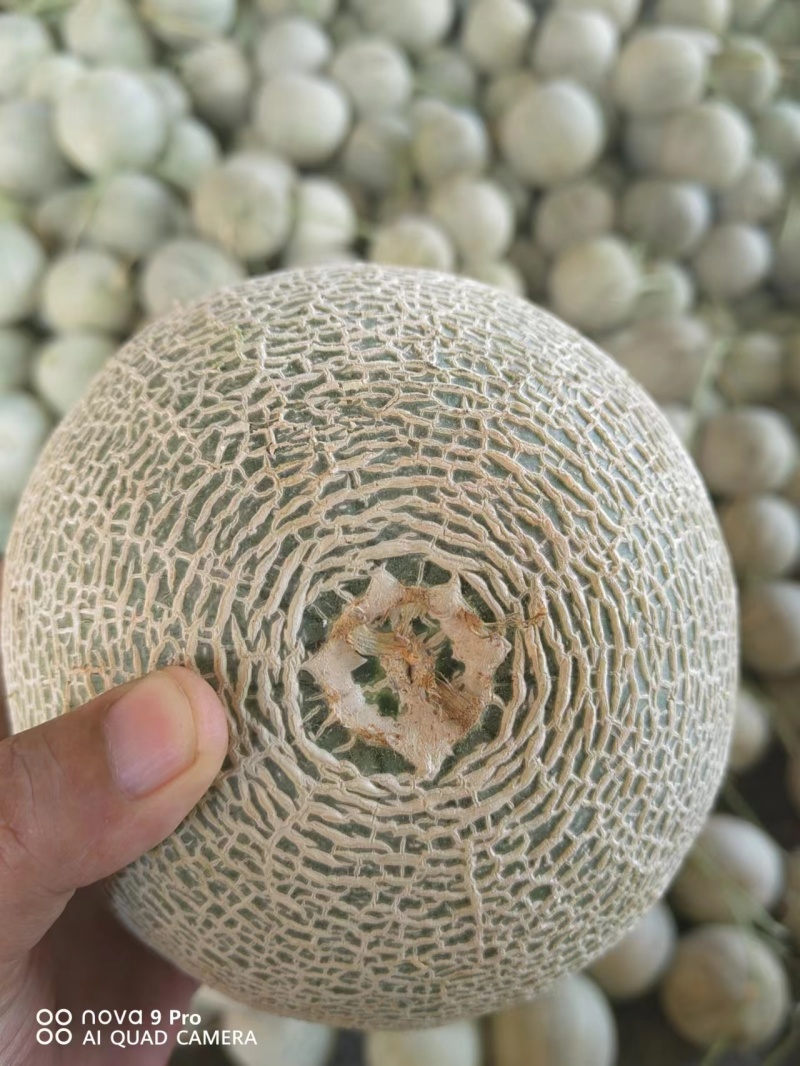 【网纹瓜】精品哈密瓜大量上市产地直发质量保证对接商超