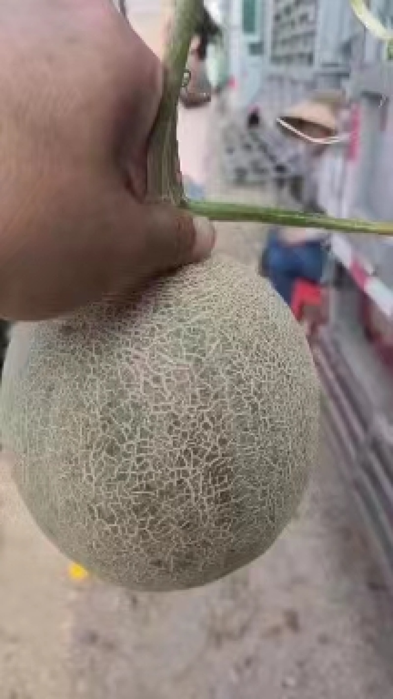 【网纹瓜】精品哈密瓜大量上市产地直发质量保证对接商超