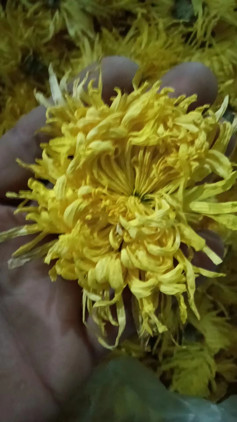 金丝黄菊罐装花