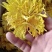 金丝黄菊罐装花