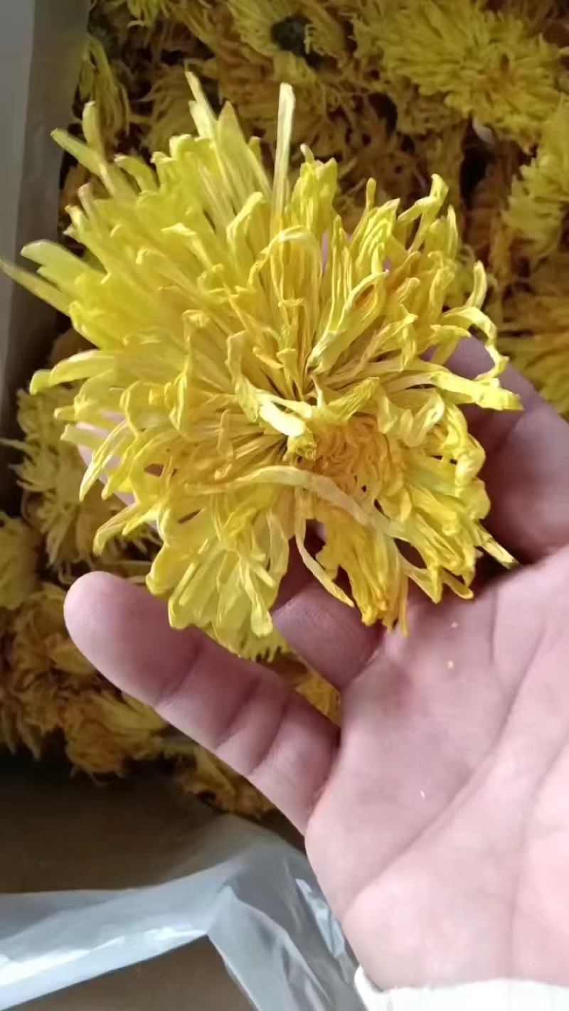 金丝黄菊罐装花