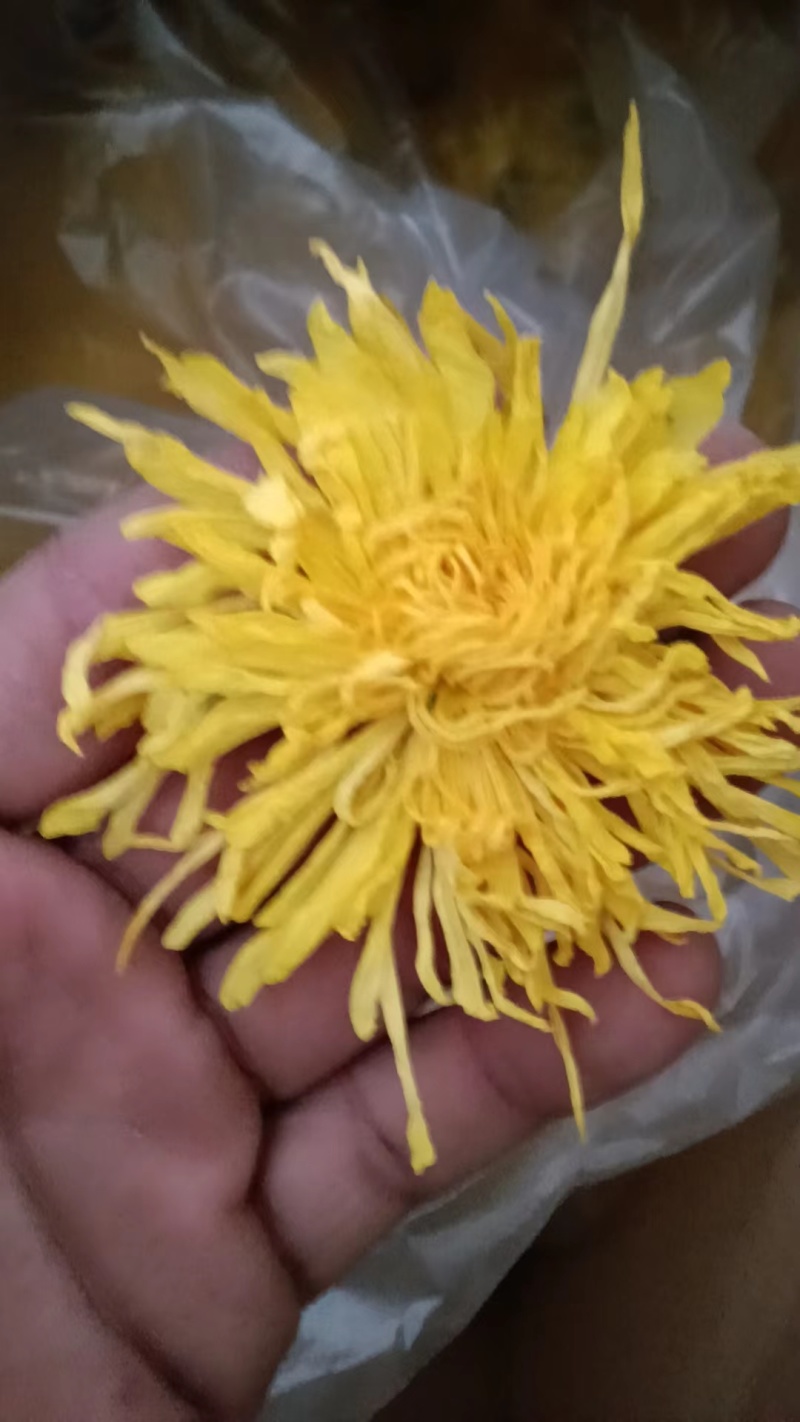 金丝黄菊罐装花