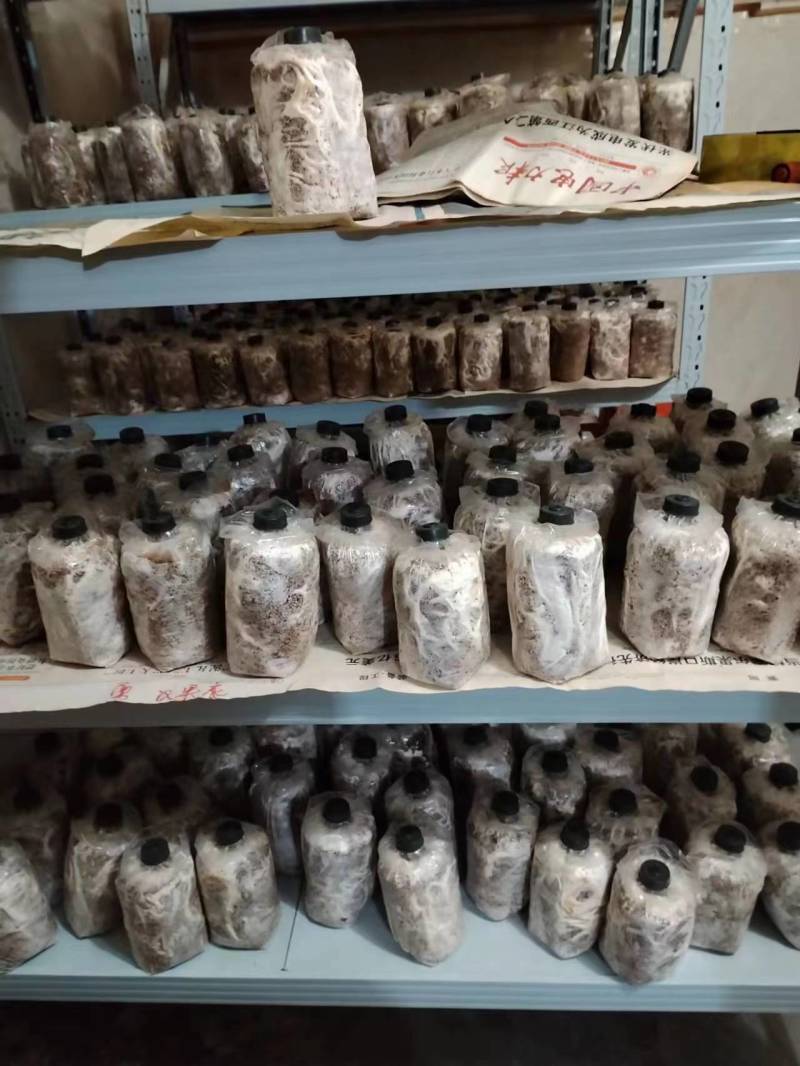 桂林深山老林紫灵芝菌种生熟均有一手货源产地直发欢迎电联