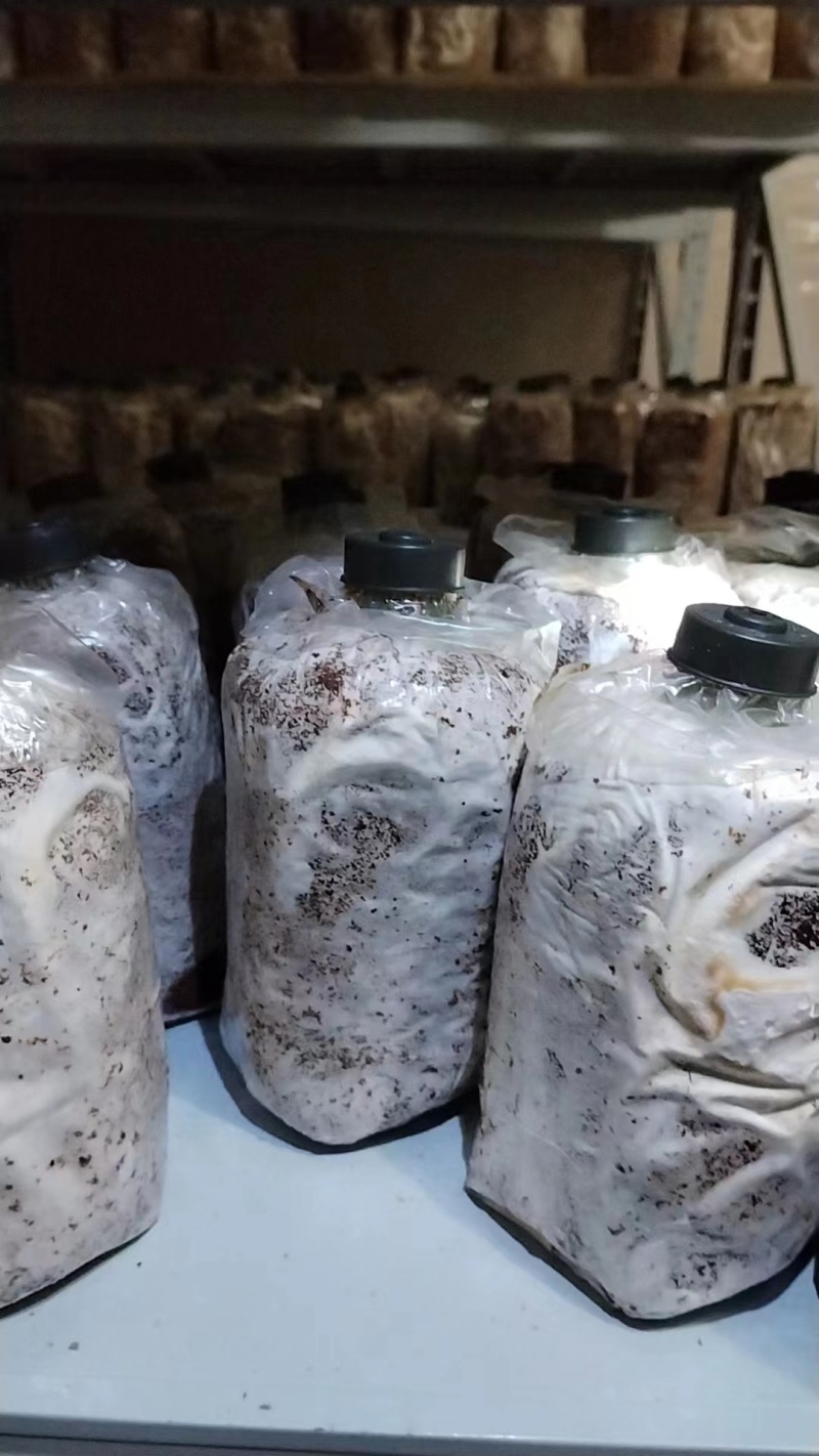 桂林深山老林紫灵芝菌种生熟均有一手货源产地直发欢迎电联