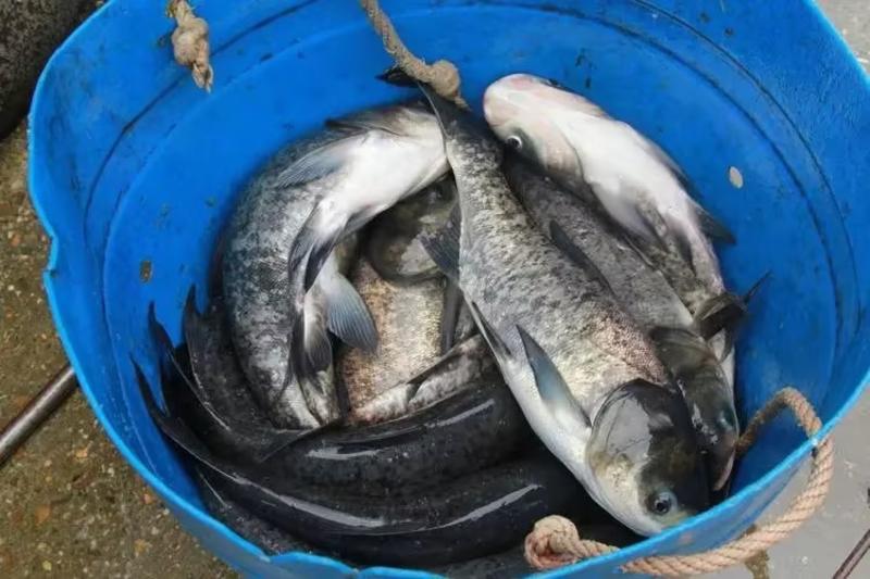 湖北鲢鳙鱼肉质鲜美现捕现发基地直供品质保证量大从优