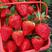 【推荐】四川凉山红颜草莓种植产地价格稳定一手货源常年供货