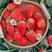 【推荐】四川凉山红颜草莓种植产地价格稳定一手货源常年供货