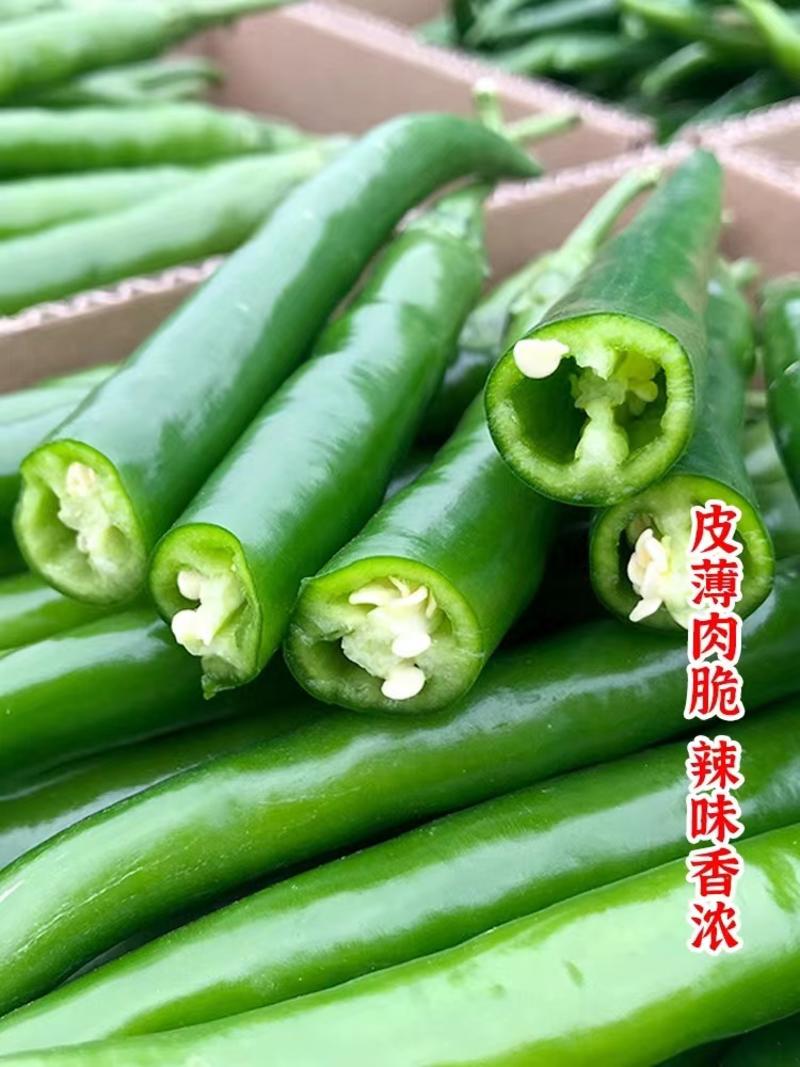 【推荐】广东湛江线椒8号种植产地一手货源价格稳定常年供货