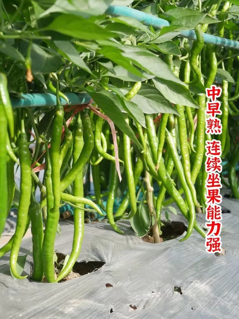 【推荐】广东湛江线椒8号种植产地一手货源价格稳定常年供货