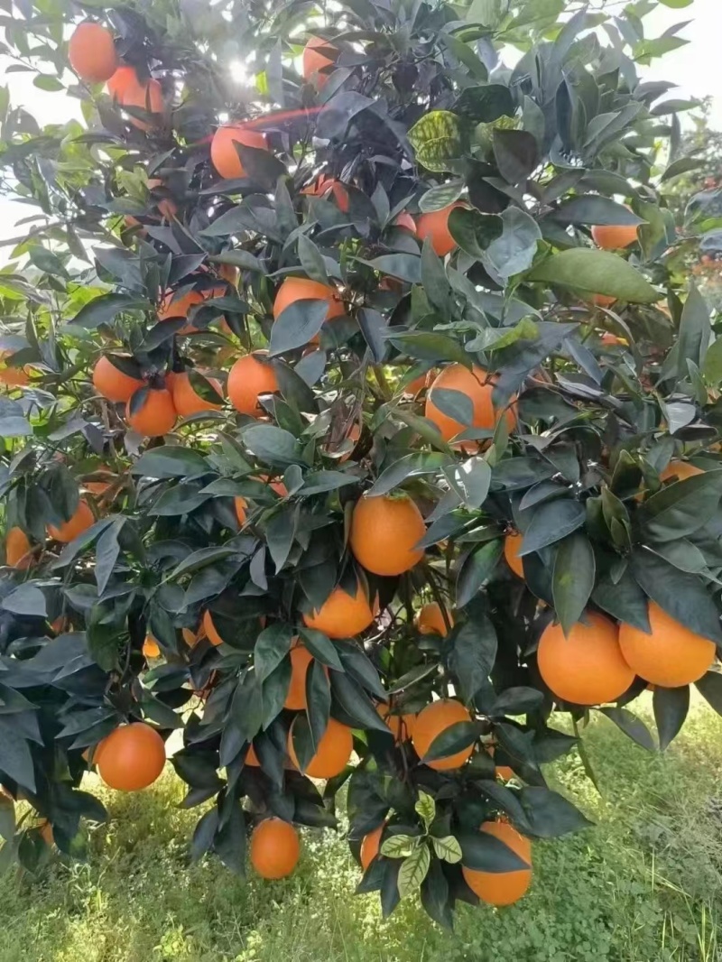 奉节脐橙酸甜适中色泽鲜艳皮薄肉多无渣纯甜欢迎咨询