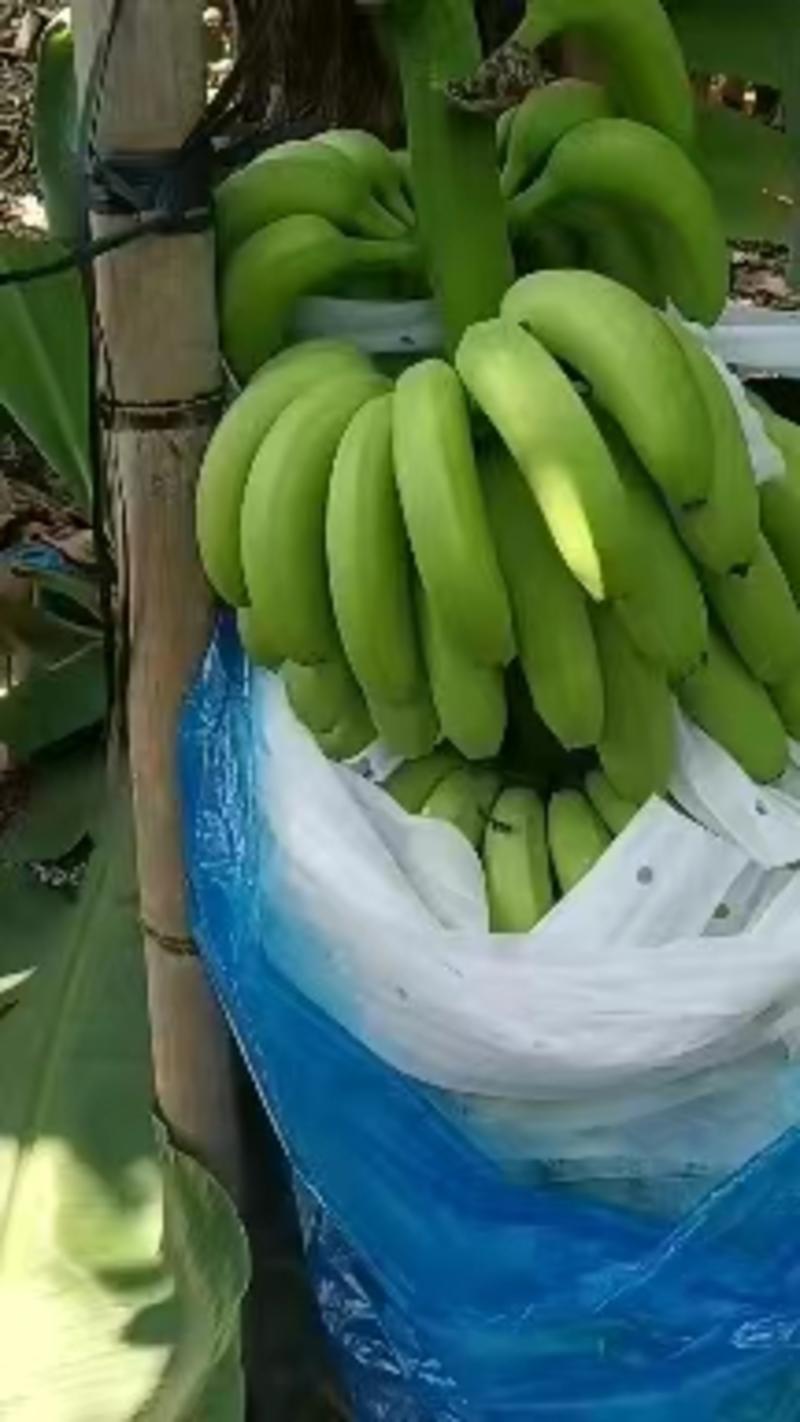 广西南宁精品威廉斯香蕉量大价优可供市场商超电商