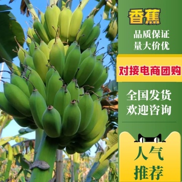 广西南宁精品威廉斯香蕉量大价优可供市场商超电商