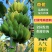 广西南宁精品威廉斯香蕉量大价优可供市场商超电商