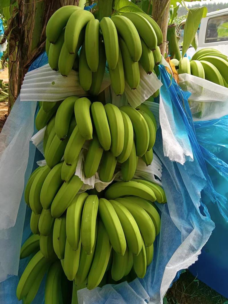 广西南宁精品威廉斯香蕉量大价优可供市场商超电商