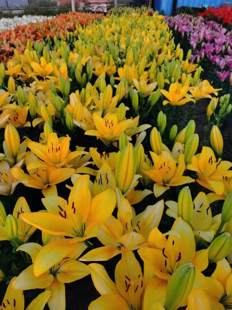 【推荐】辽宁朝阳百合种球种植基地一手货源价格稳定全国供货