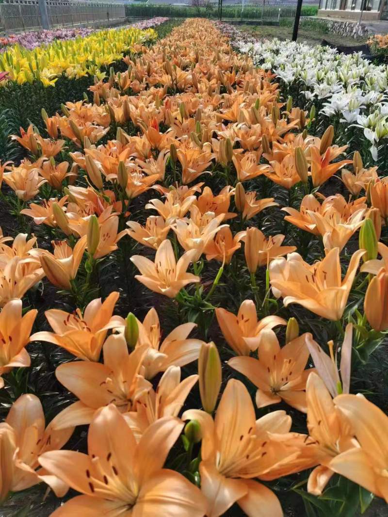 【推荐】辽宁朝阳百合种球种植基地一手货源价格稳定全国供货