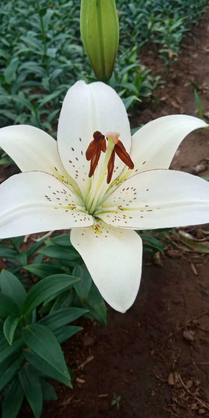 【推荐】辽宁朝阳百合种球种植基地一手货源价格稳定全国供货