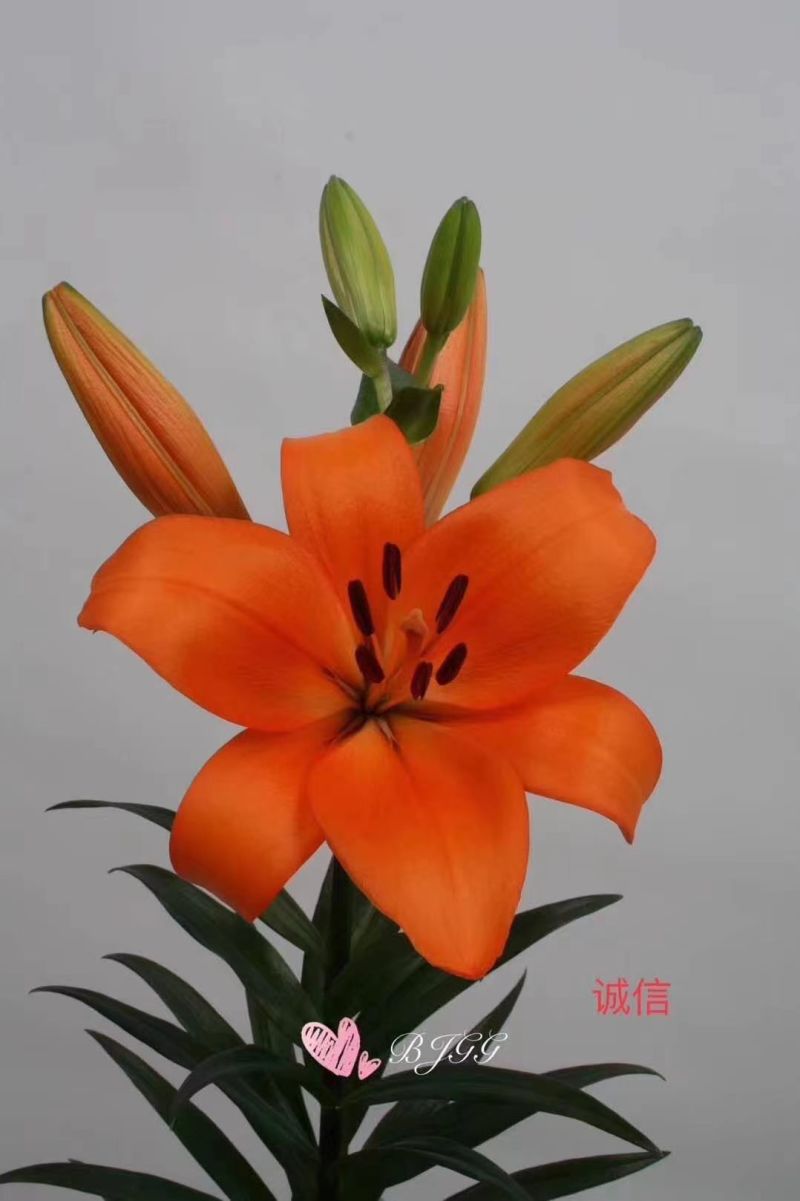 【推荐】辽宁朝阳百合种球种植基地一手货源价格稳定全国供货
