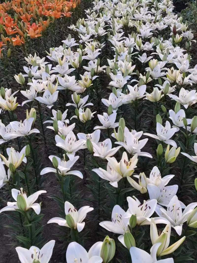 【推荐】辽宁朝阳百合种球种植基地一手货源价格稳定全国供货