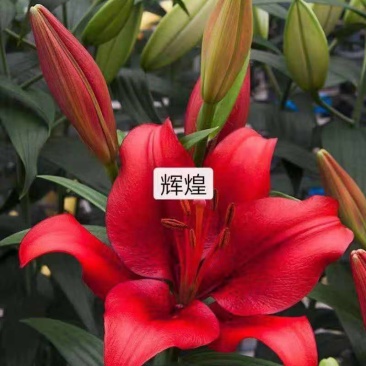 【推荐】辽宁朝阳百合种球种植基地一手货源价格稳定全国供货