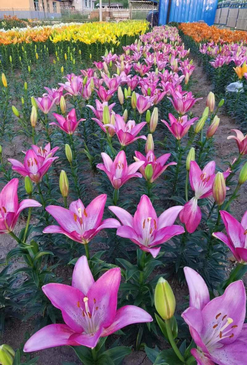 【推荐】辽宁朝阳百合种球种植基地一手货源价格稳定全国供货