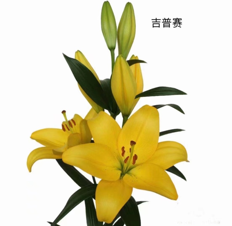 【推荐】辽宁朝阳百合种球种植基地一手货源价格稳定全国供货