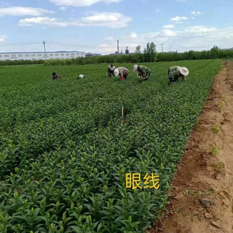 【推荐】辽宁朝阳百合种球种植基地一手货源价格稳定全国供货