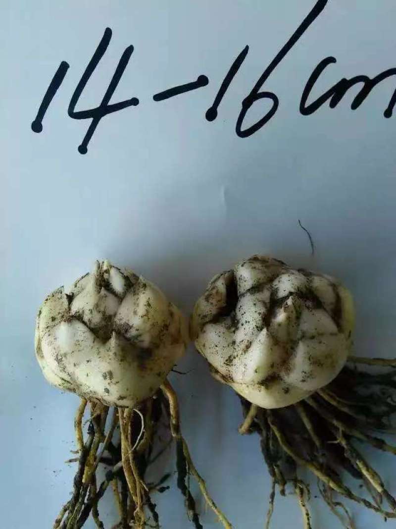 【推荐】辽宁朝阳百合种球种植基地一手货源价格稳定全国供货