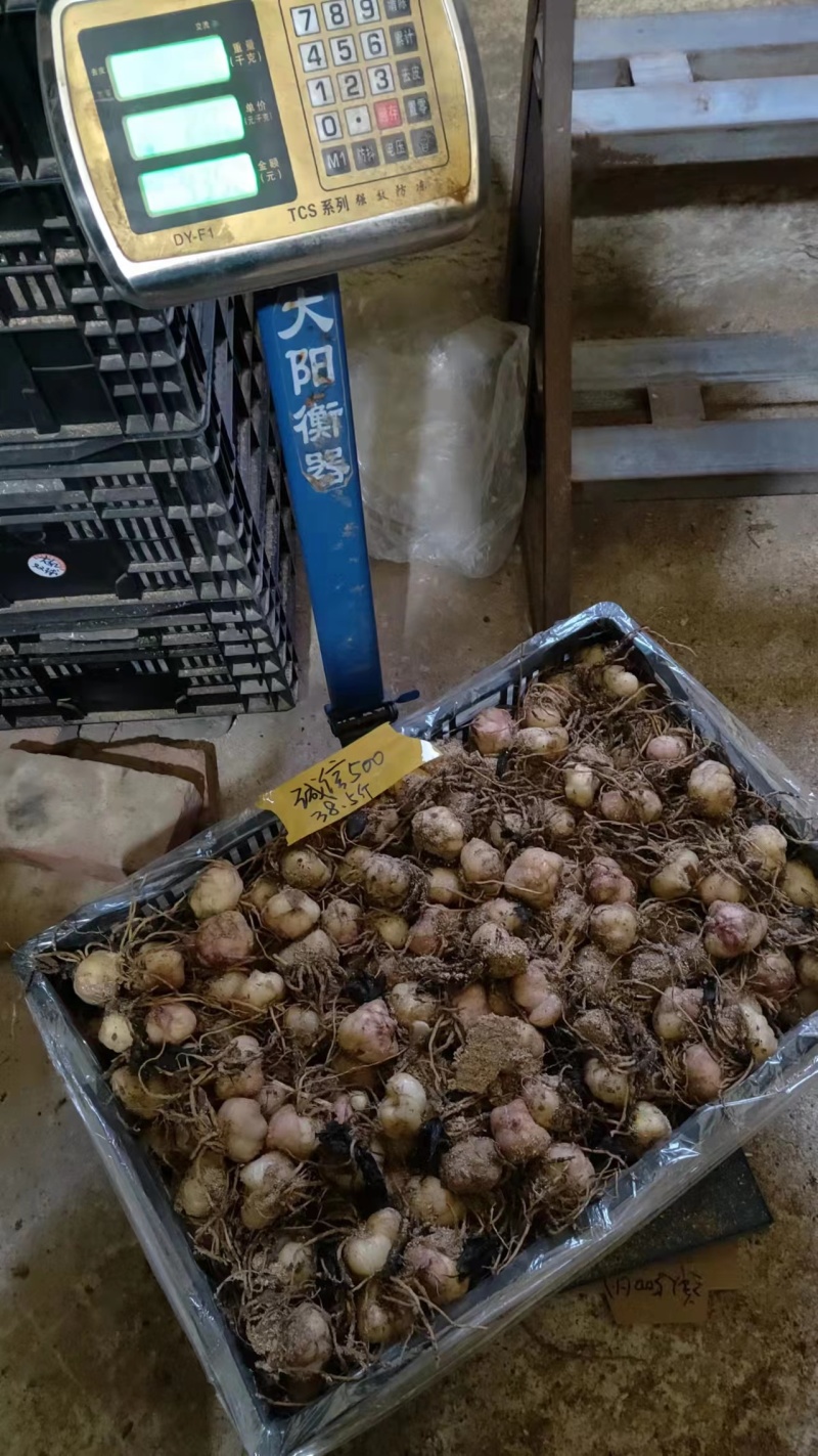 【推荐】辽宁朝阳百合种球种植基地一手货源价格稳定全国供货